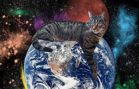 it スタンリー: なぜ猫は宇宙を支配しているのか？